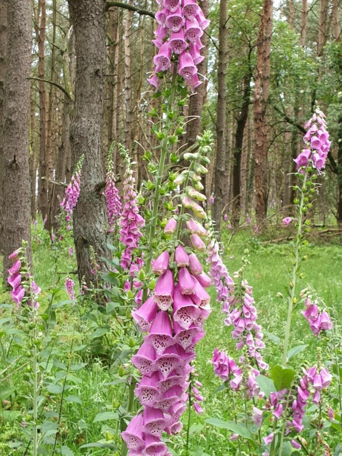 Buitenplaats Reestdal IJhorst Exteriér fotografie